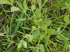 Baptisia sphaerocarpa