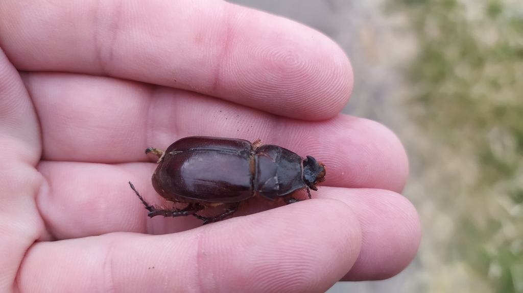 European Rhinoceros Beetle from Ростов-на-Дону, Ростовская обл., Россия ...