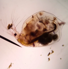 Simocephalus serrulatus