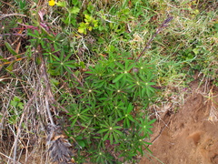 Lupinus costaricensis