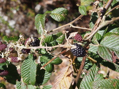Rubus glaucus