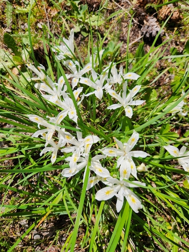 Image of Iris chrysophylla by (c) Merlla McLaughlin, some rights reserved (CC BY)