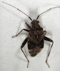 Chinamiris muehlenbeckiae