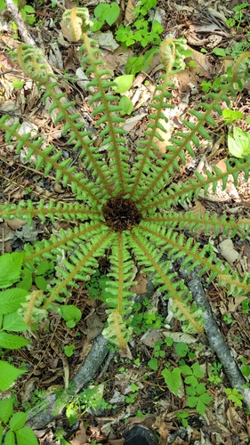 Image of Dryopteris crassirhizoma by (c) Pavel Smirnov, some rights reserved (CC BY)
