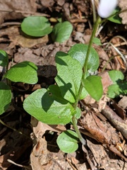 Cardamine douglassii
