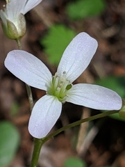 Cardamine douglassii