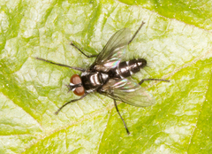 Gastrolepta anthracina