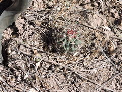 Ferocactus emoryi emoryi