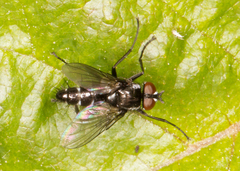 Gastrolepta anthracina