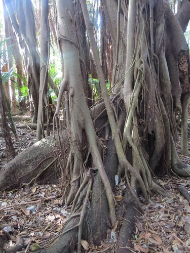 Image of Ficus macrophylla by (c) ian_mcallan, some rights reserved (CC BY)
