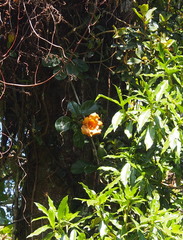 Solandra brachycalyx