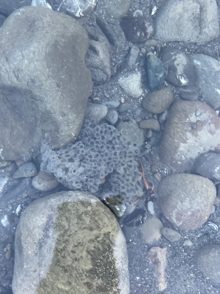 Foothill Yellow legged Frog In May 2024 By Treehugger INaturalist foothill-yellow-legged-frog-in-may-2024-by-treehugger-inaturalist