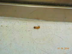 Camponotus conspicuus