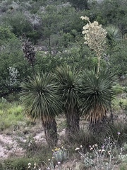 Yucca rostrata
