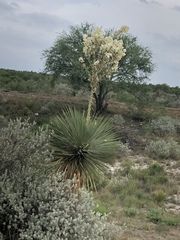 Yucca rostrata