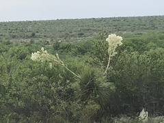 Yucca rostrata