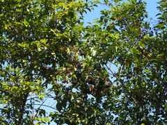 Viburnum venustum