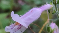 Penstemon australis
