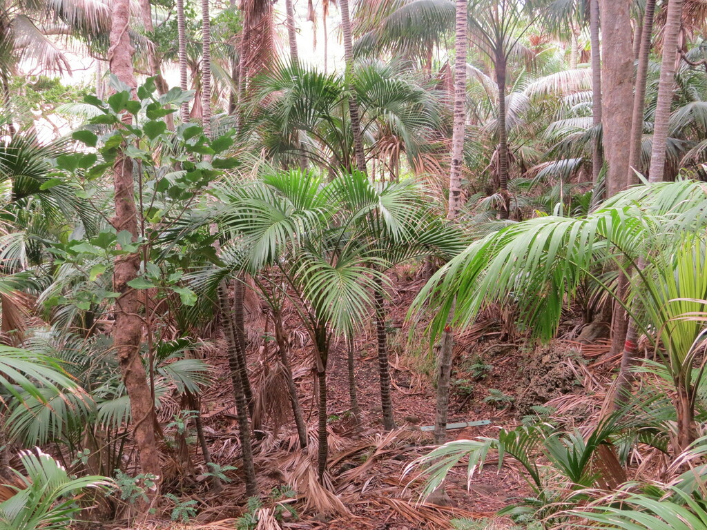 Howea belmoreana; photograph (c) ian_mcallan, some rights reserved (CC BY)
