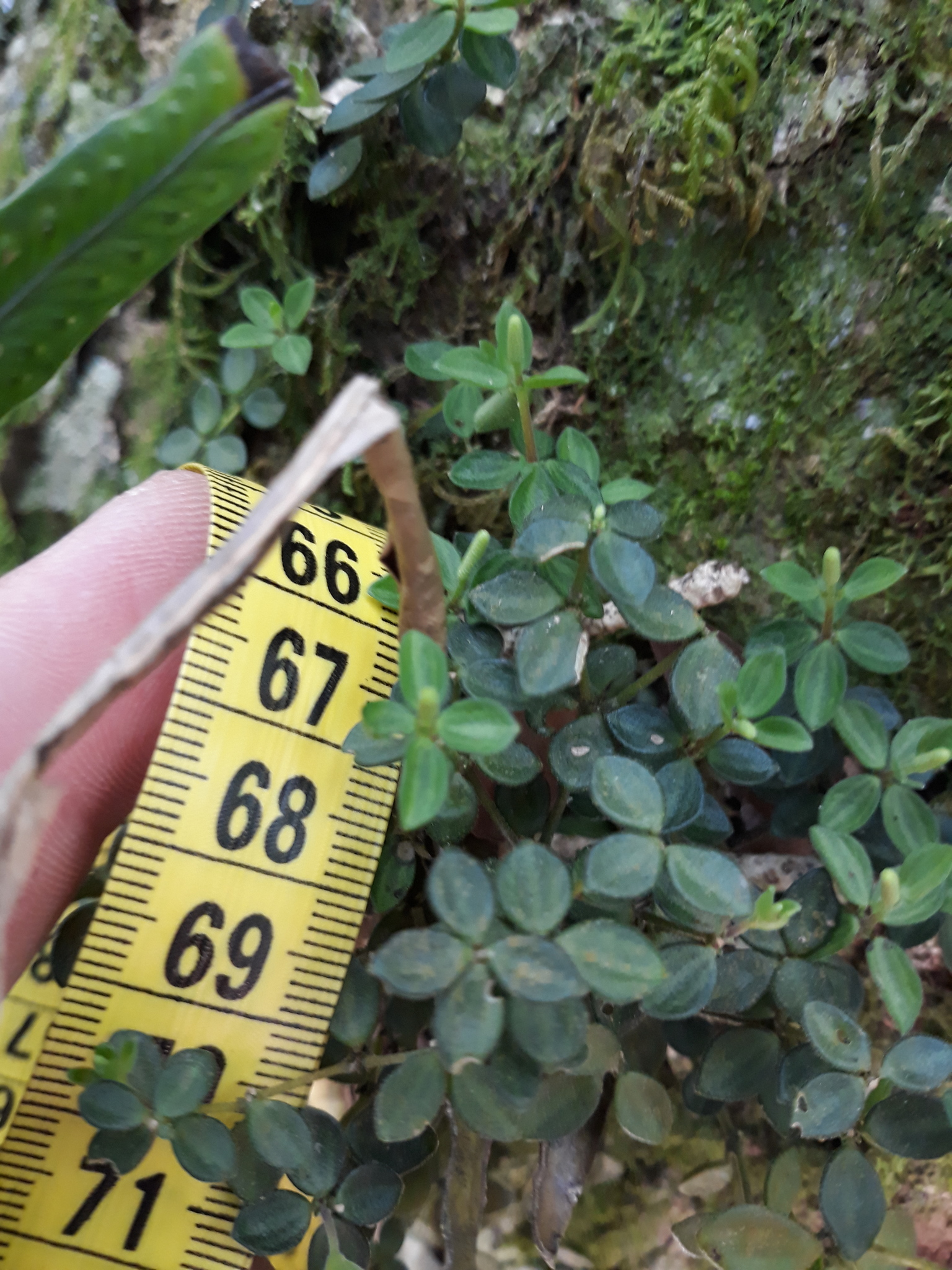 Peperomia tetraphylla