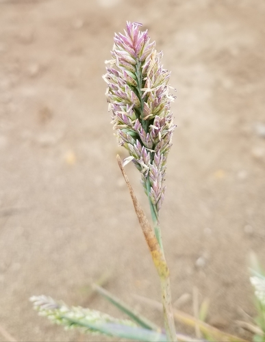 San Francisco bluegrass (Poa unilateralis ssp. unilateralis)