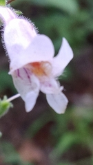 Penstemon australis
