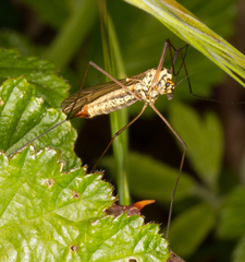 Nephrotoma appendiculata