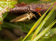 Nephrotoma appendiculata