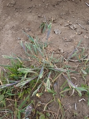 Poa unilateralis
