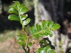 Image of Weinmannia pinnata