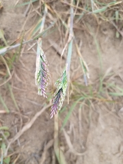 Poa unilateralis