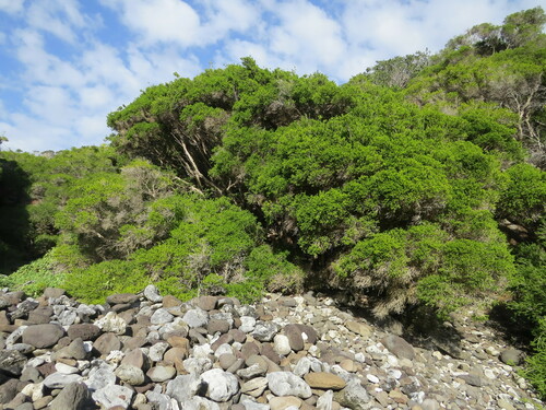 Image of Melaleuca howeana by (c) ian_mcallan, some rights reserved (CC BY)