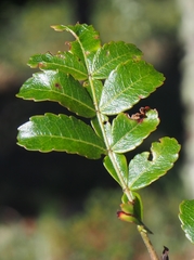 Weinmannia