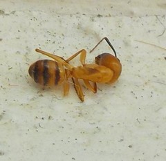 Camponotus conspicuus