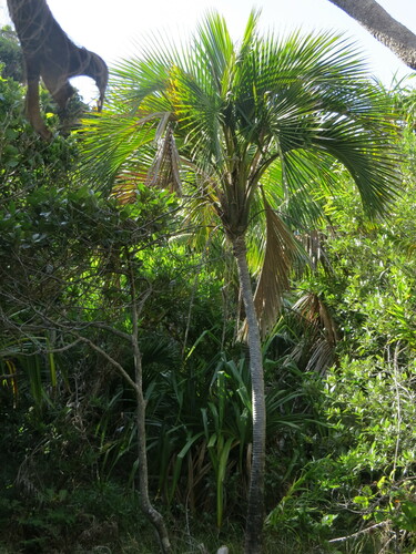 Howea belmoreana, photograph 6