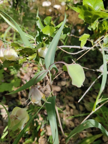 iNaturalist observation photo of White Globe Lily