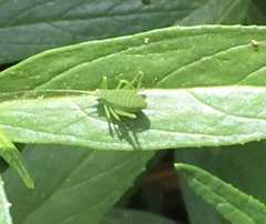 Platylyra californica