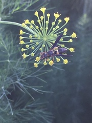 Ancistrocerus unifasciatus