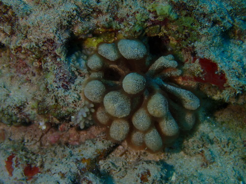 Gibsmithia hawaiiensis observed 2024-05-09
