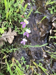 Collinsia sparsiflora