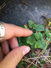 Rostratae