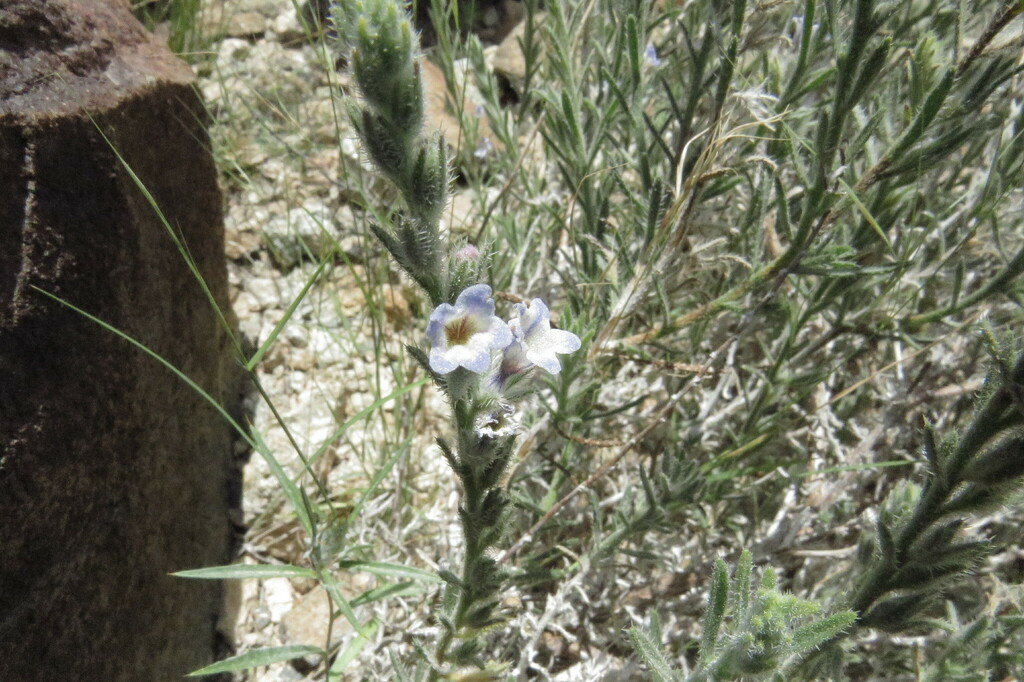 Echiochilon callianthum