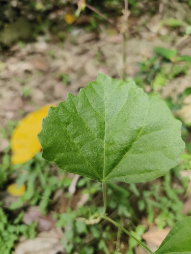Melanolepis multiglandulosa iNat (3)