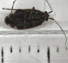 Chinamiris muehlenbeckiae