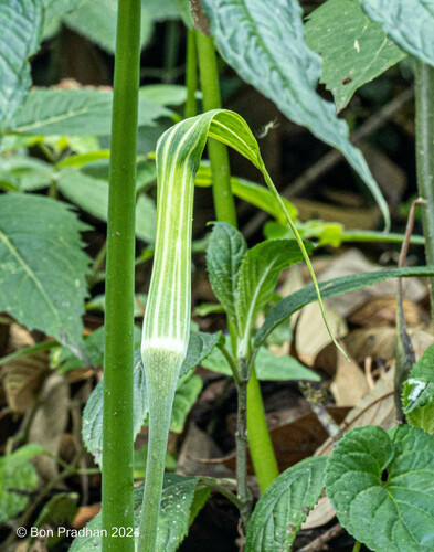 Arisaema concinnum
