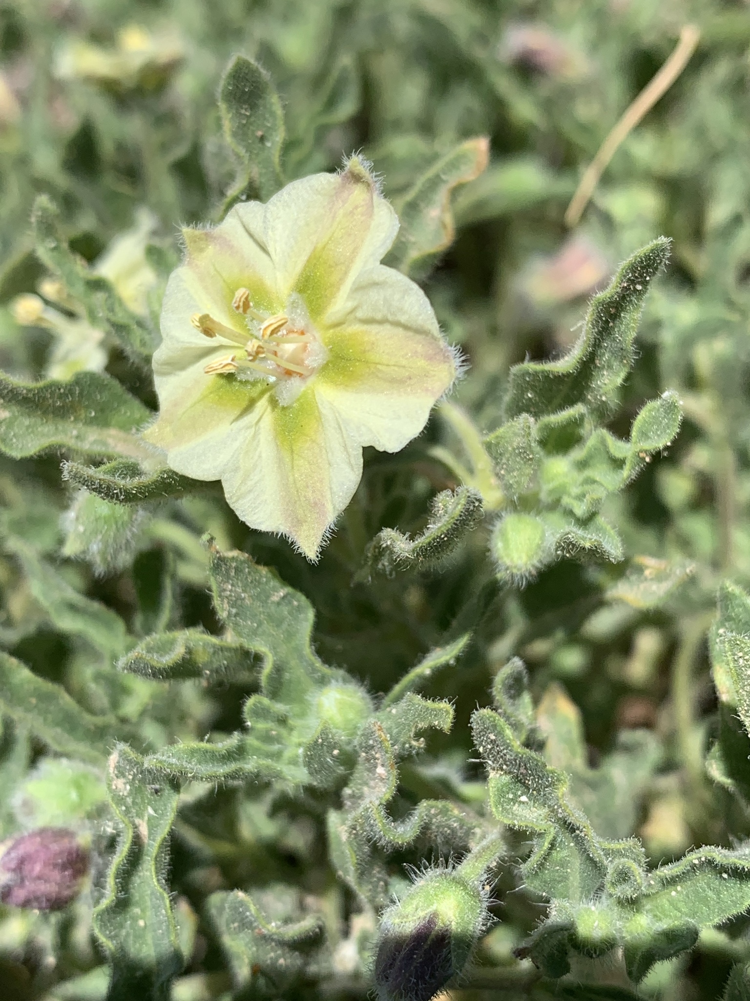 Chamaesaracha sordida