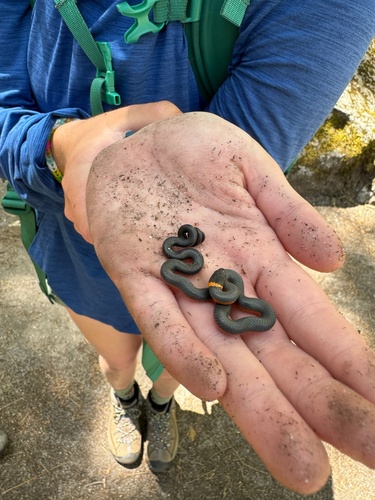 iNaturalist observation photo of Ring-necked Snake
