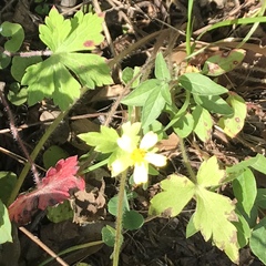 Ranunculus sierrae-orientalis