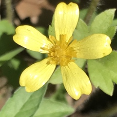 Ranunculus sierrae-orientalis