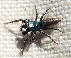 Salticus peckhamae